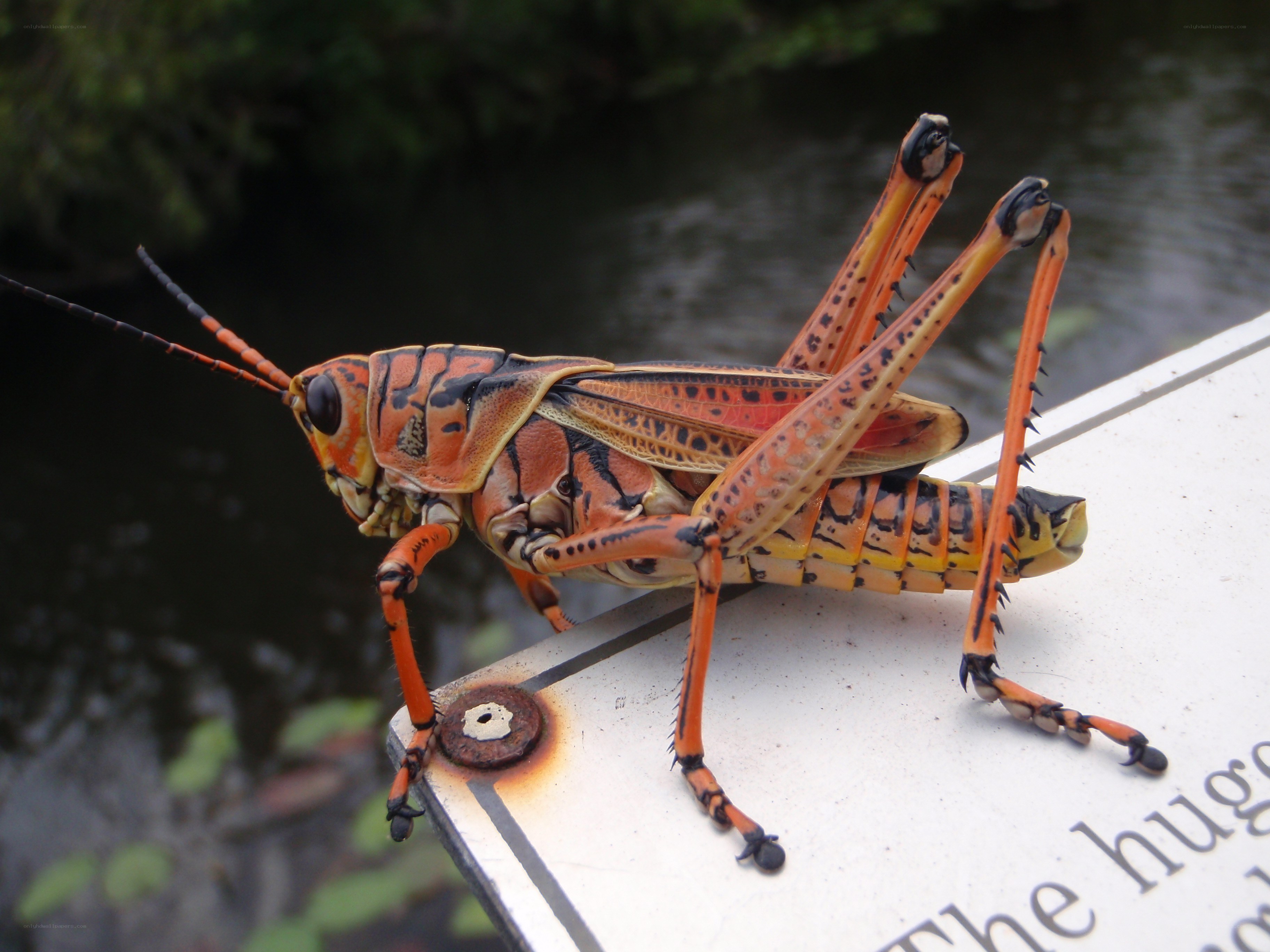 colorful grasshopper on sign