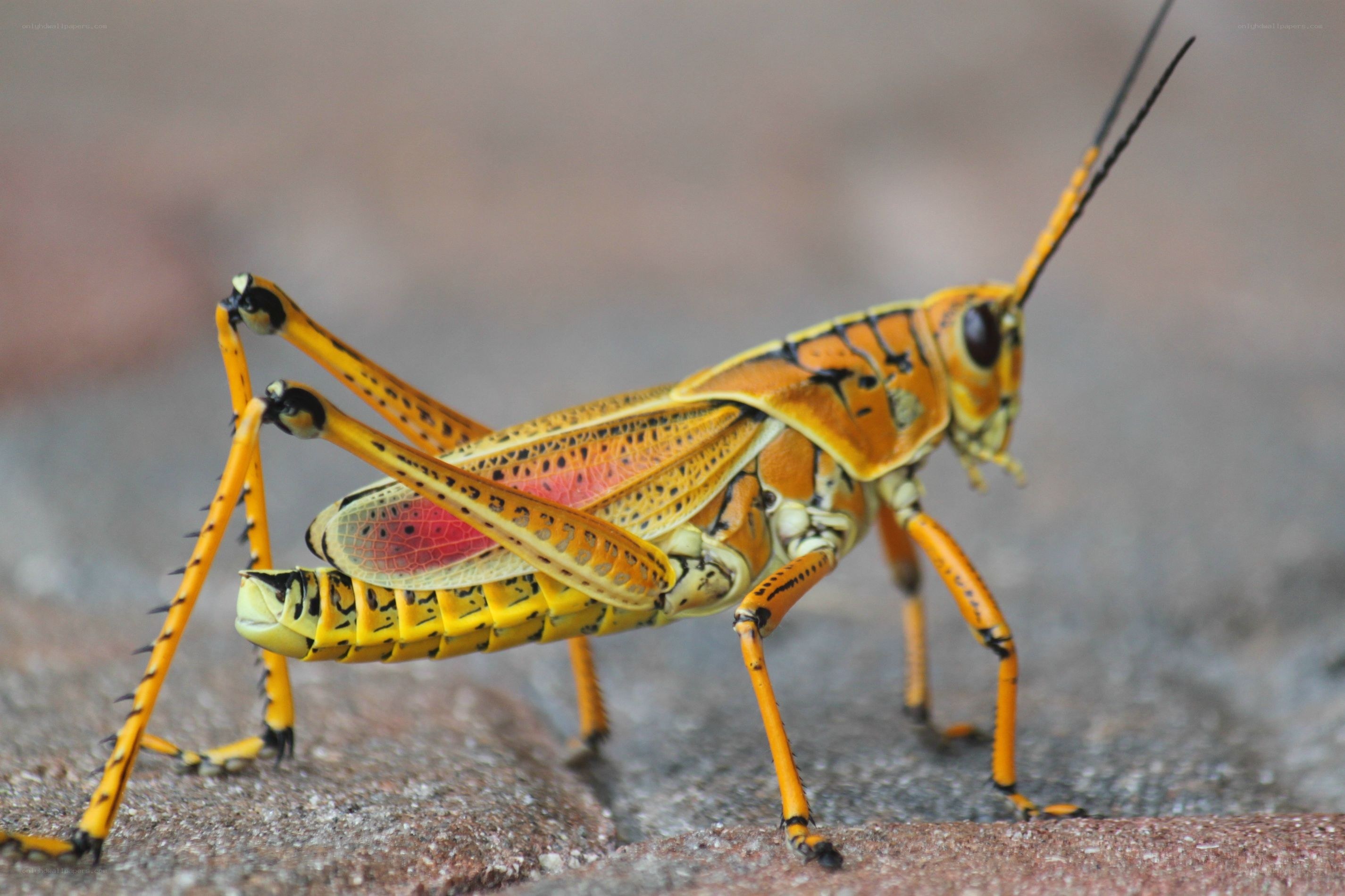 colorful grasshopper on stone
