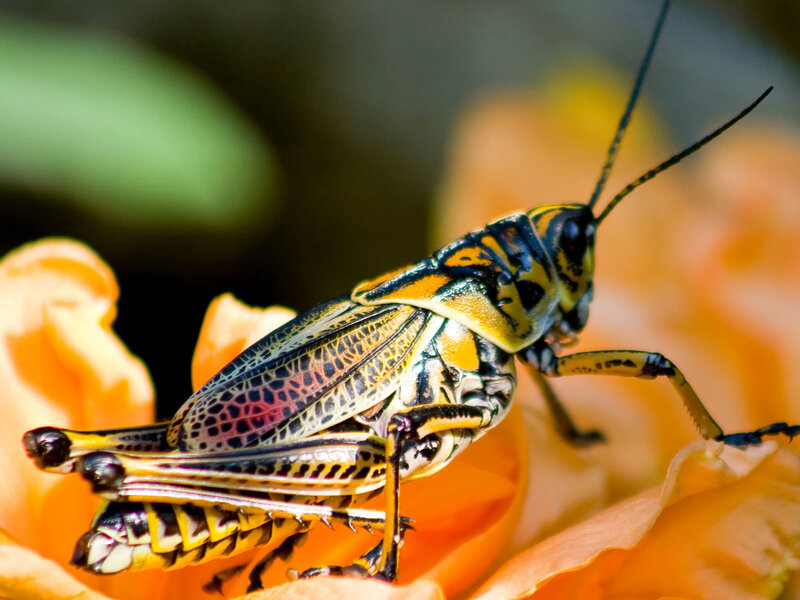 Colorful Grasshopper