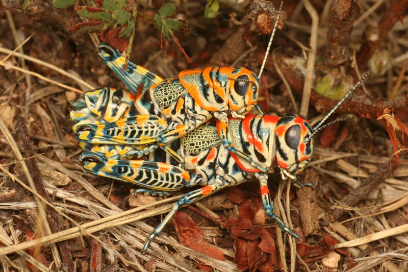 Colorful grasshoppers mating