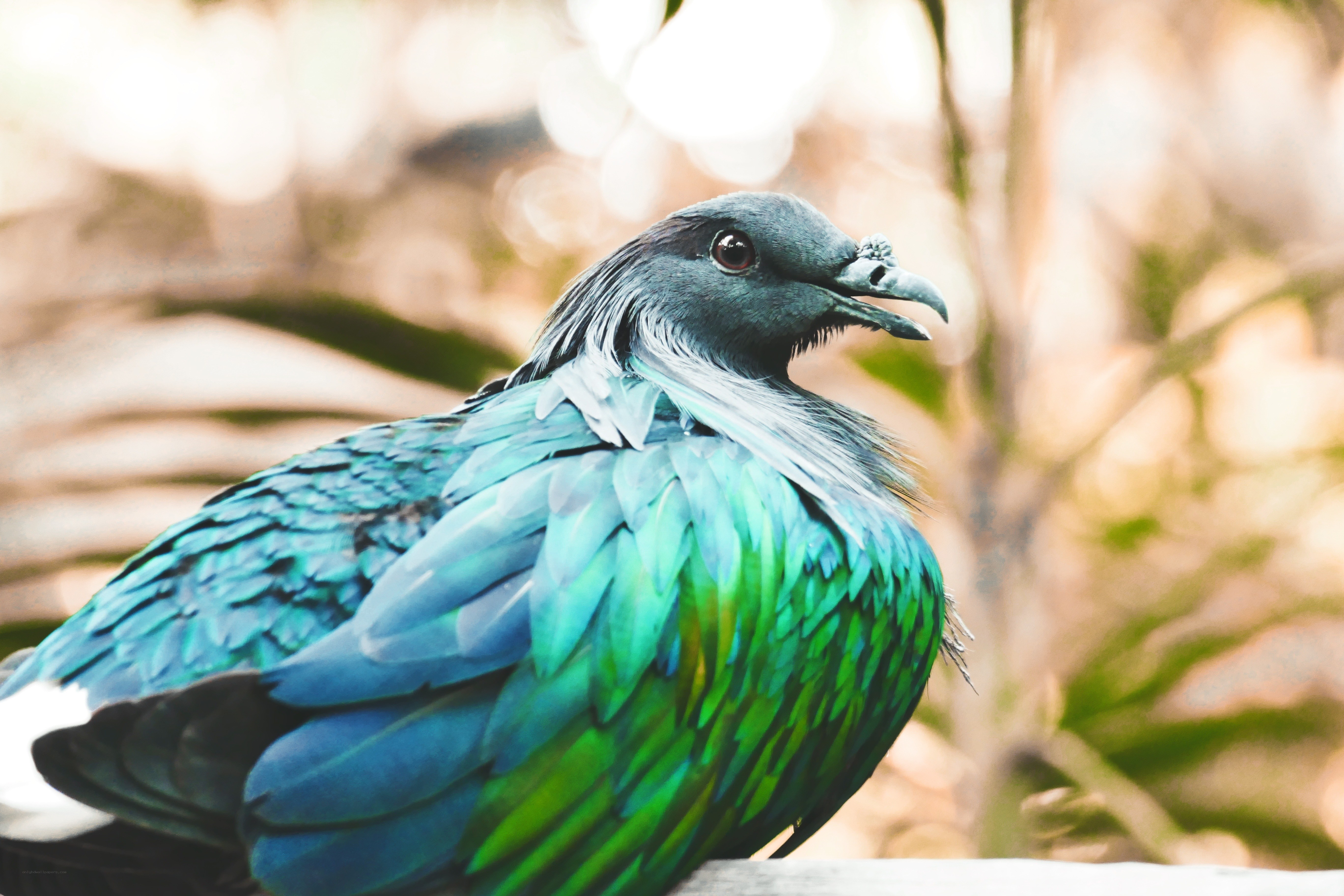 colorful green and blue bird