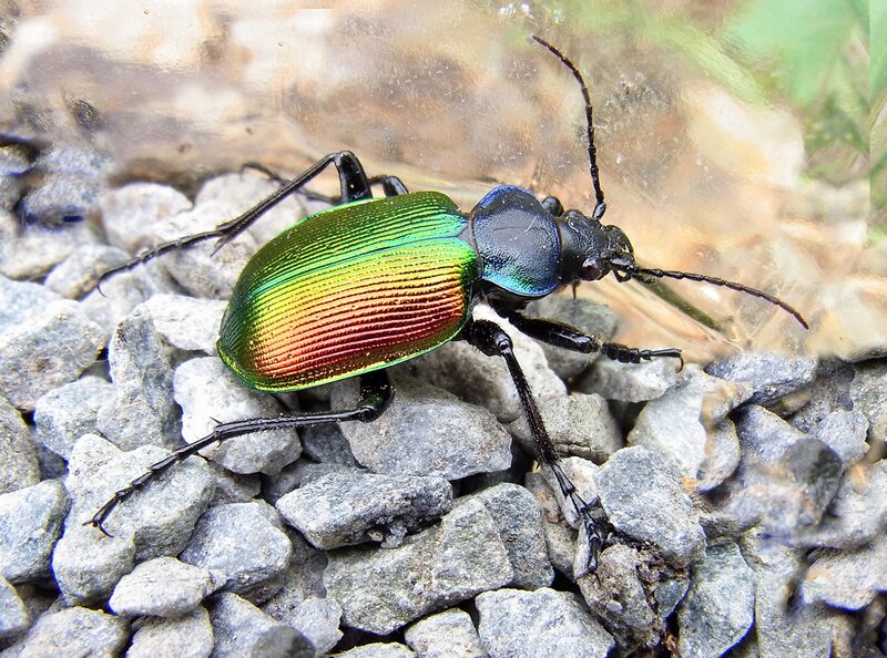 colorful green beetle on gravel