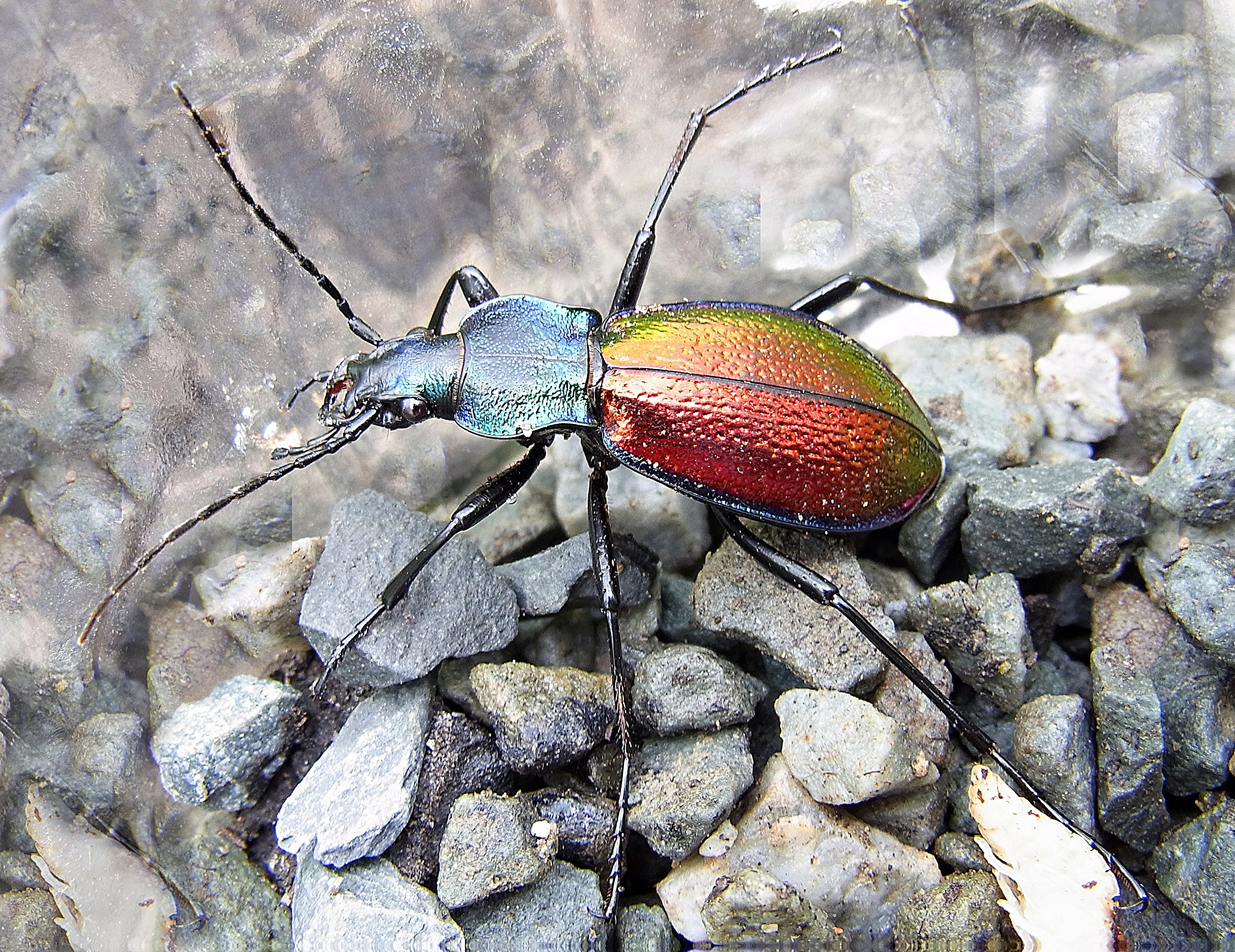 colorful ground beetle on rocks