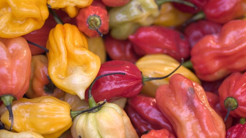 Colorful habanero peppers