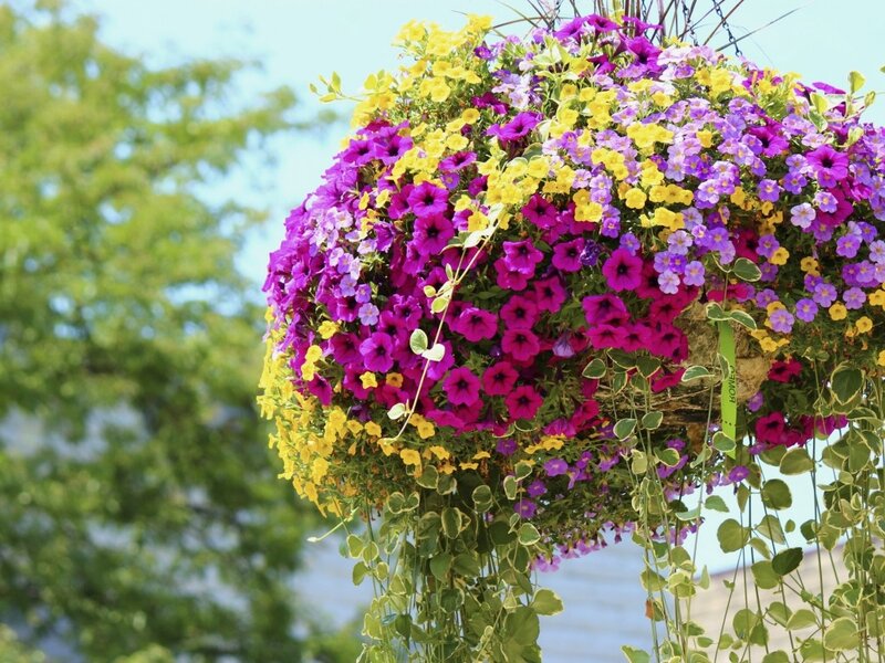 Colorful Hanging Basket