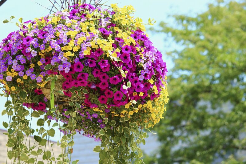 Colorful hanging flower basket