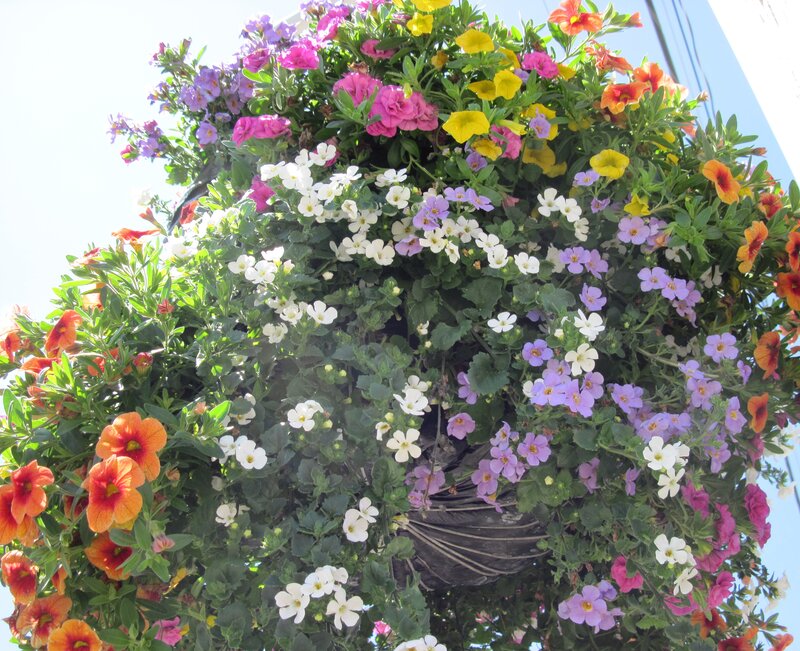 Colorful Hanging Flower Basket — Green