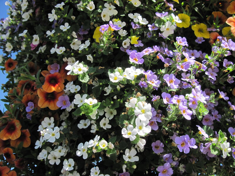 Colorful Hanging Flower Basket — White