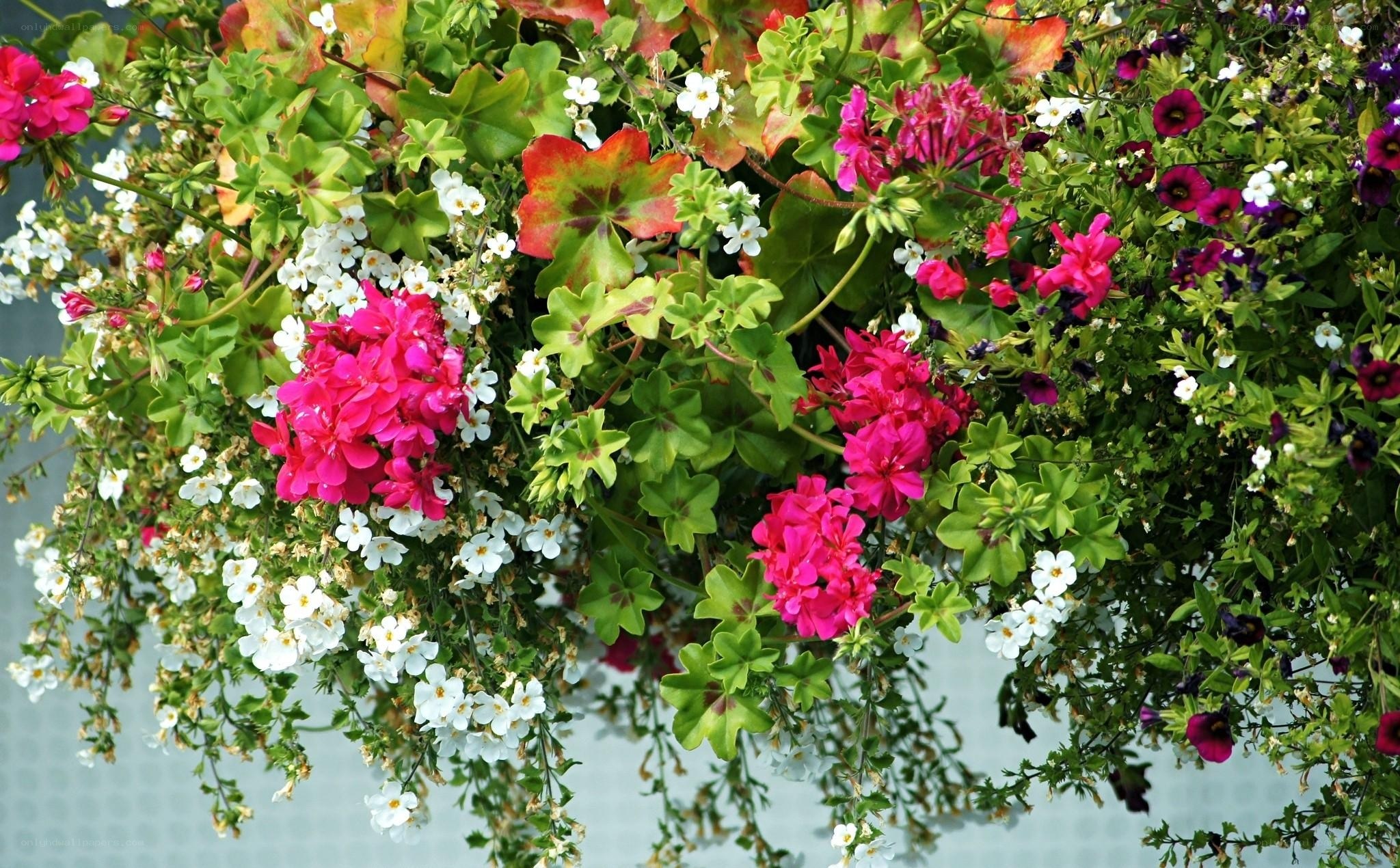 Colorful hanging flower basket