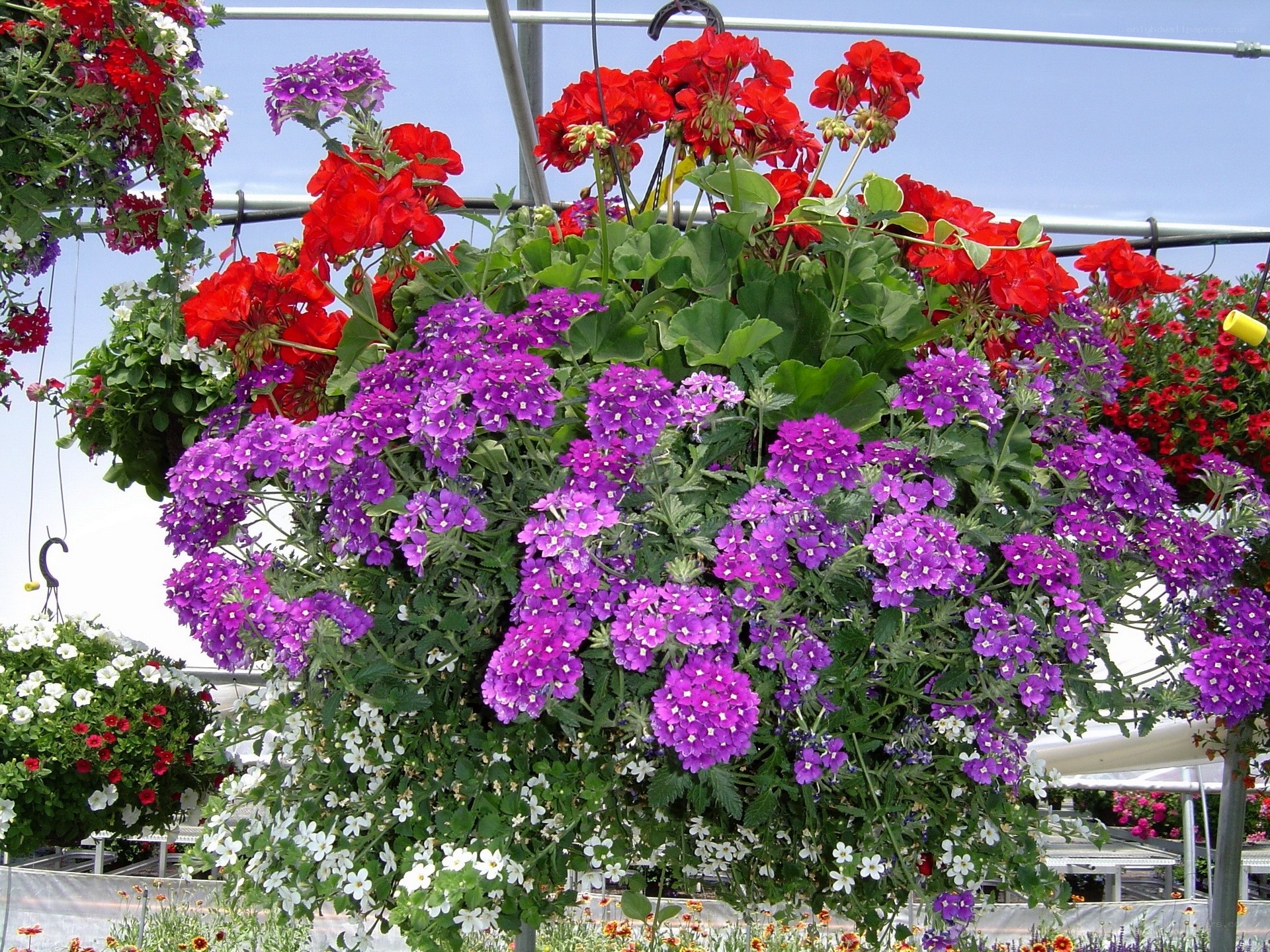 Colorful hanging flower baskets