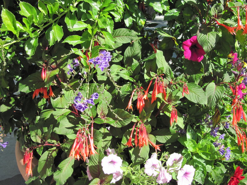 Colorful Hanging Flowers