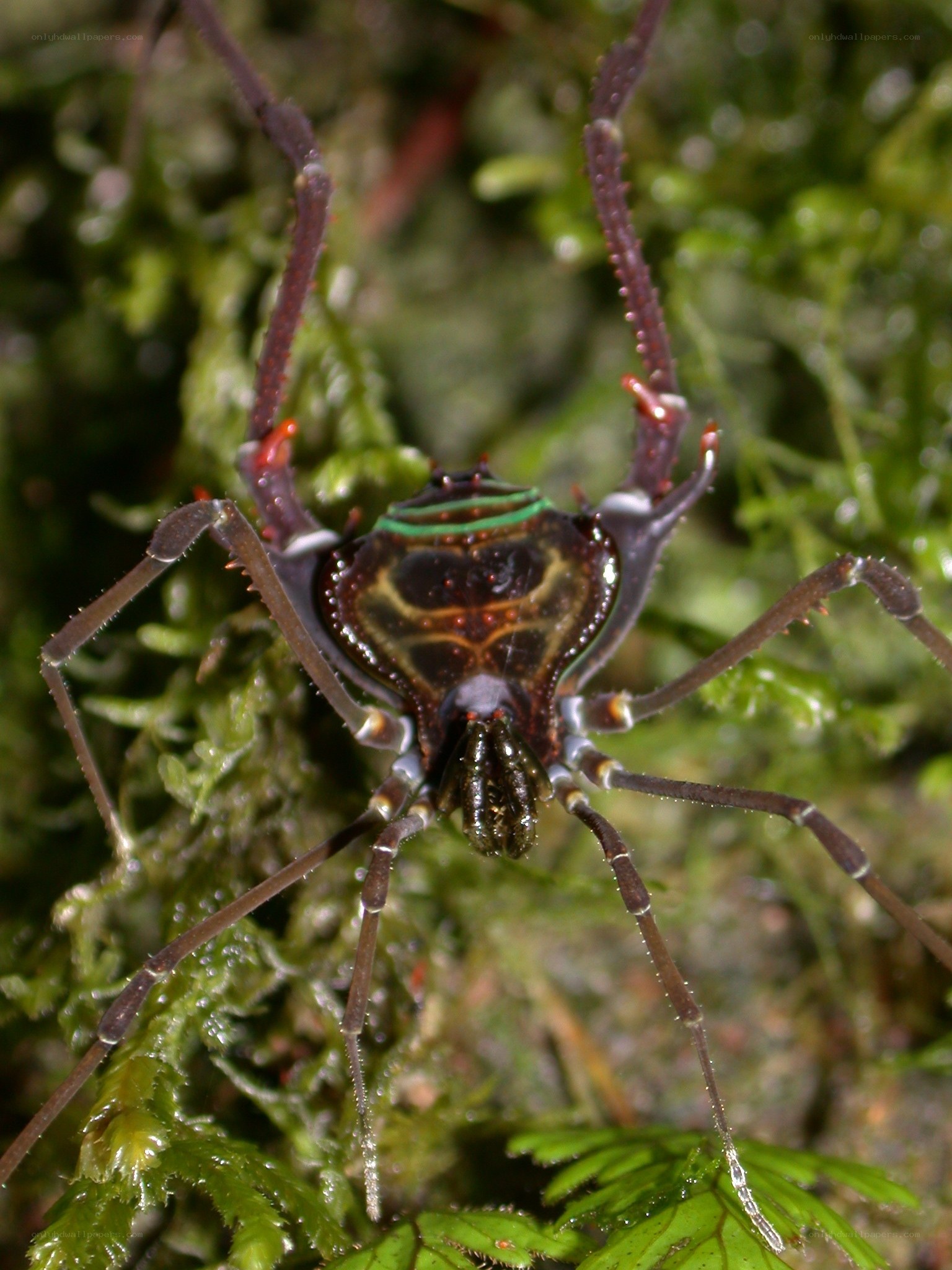 colorful harvestman spider