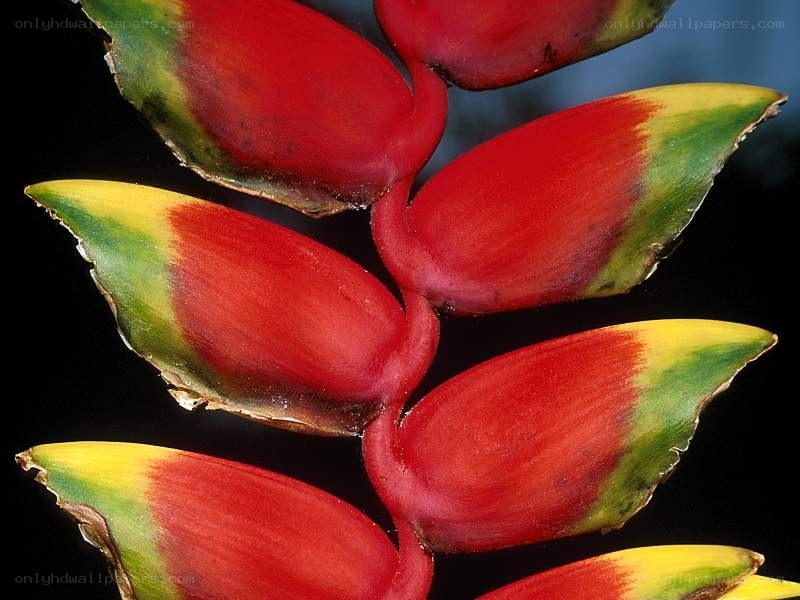 Colorful heliconia flower