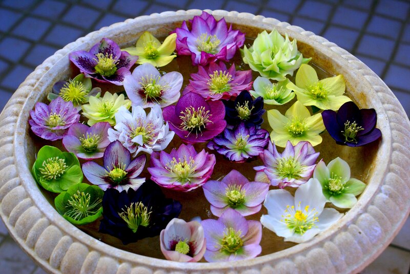 Colorful Hellebore Flowers