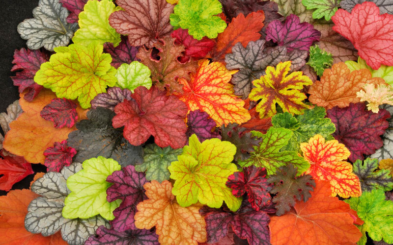 Colorful Heuchera Leaves