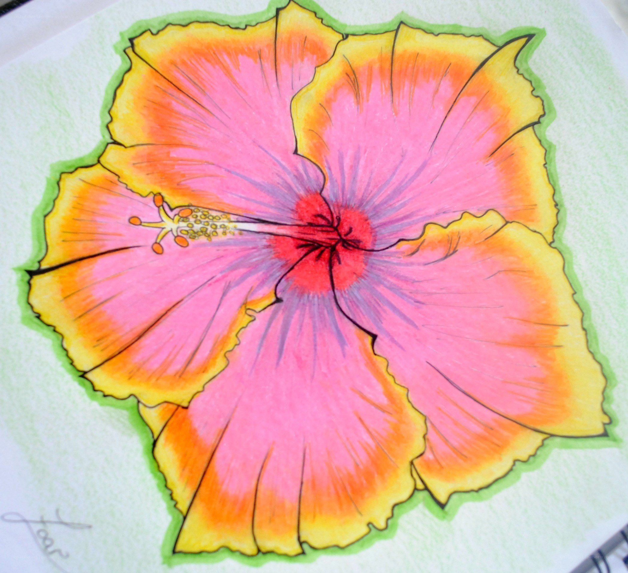 colorful hibiscus flower drawing