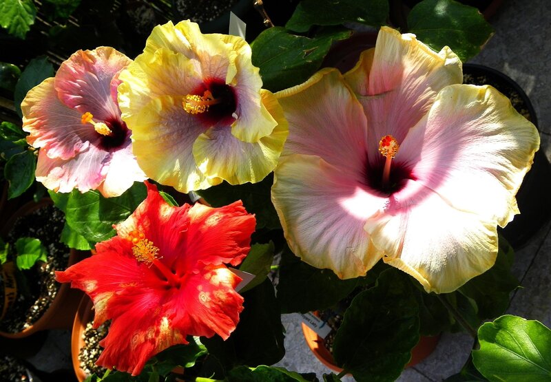 Colorful hibiscus flowers in bloom