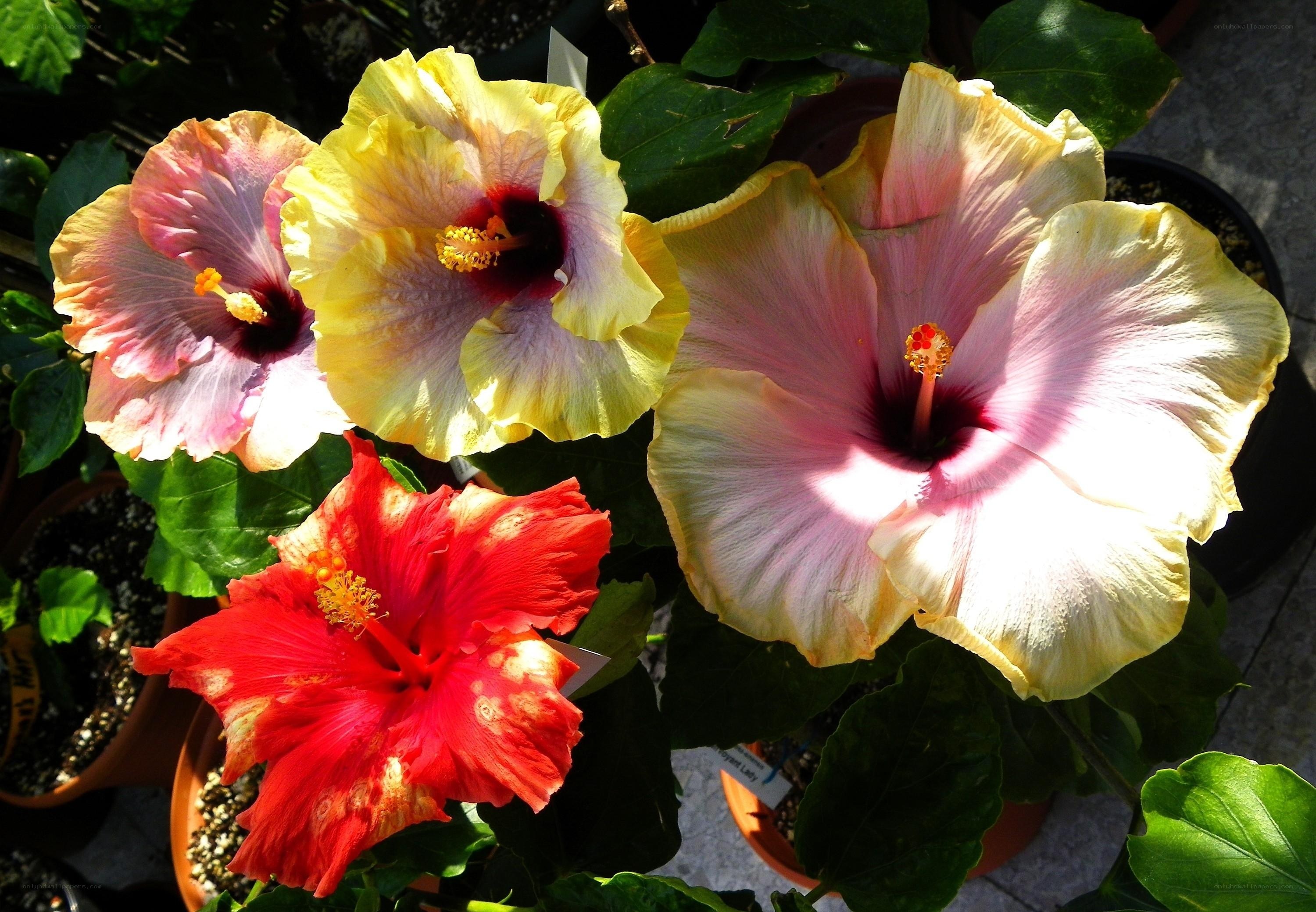 Colorful hibiscus flowers in bloom