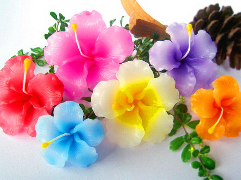 Colorful Hibiscus Flowers — Pink