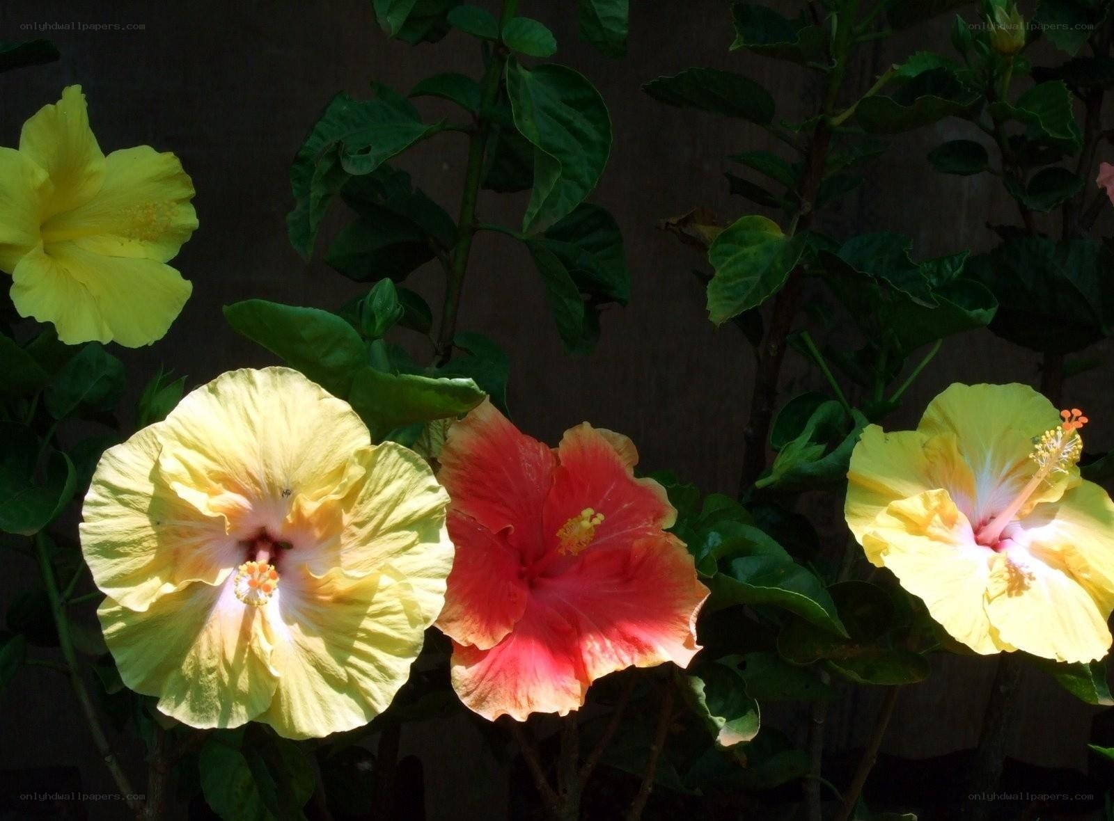 Colorful hibiscus flowers
