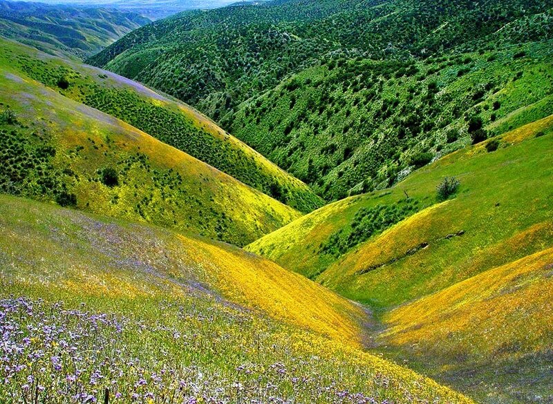Colorful hills with wildflowers