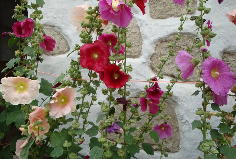 Colorful hollyhock flowers