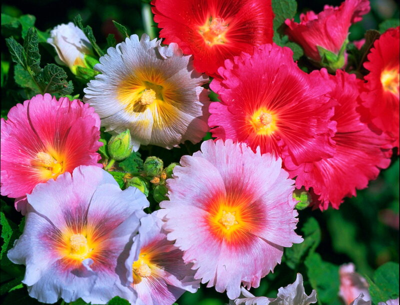 Colorful Hollyhock Flowers — Pink