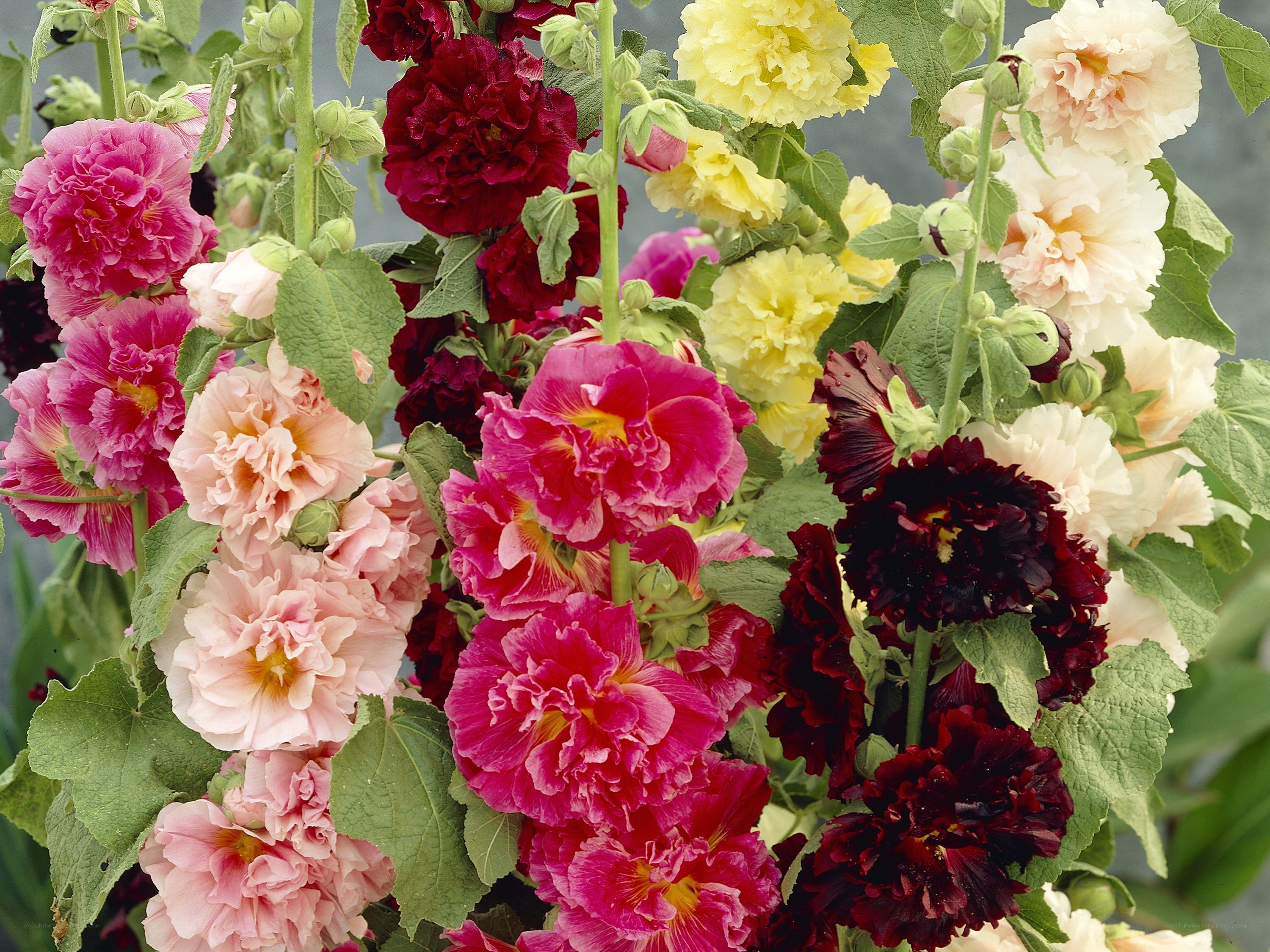 Colorful hollyhock flowers