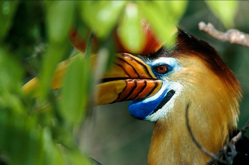 Colorful hornbill in foliage