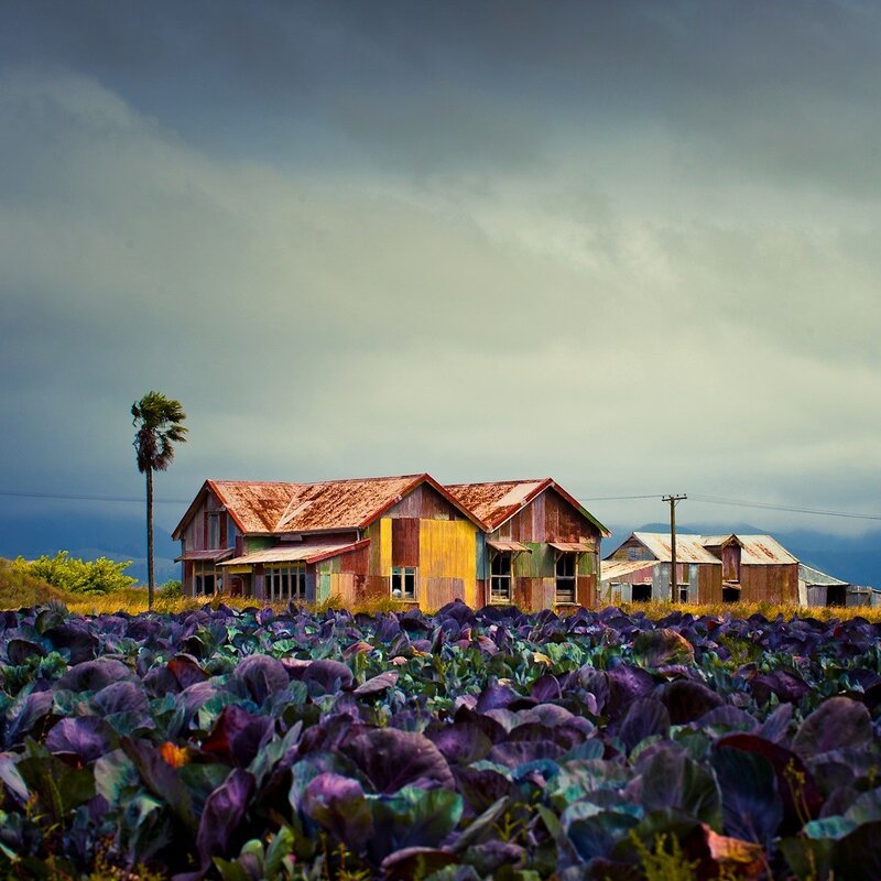 Colorful houses in a cabbage field