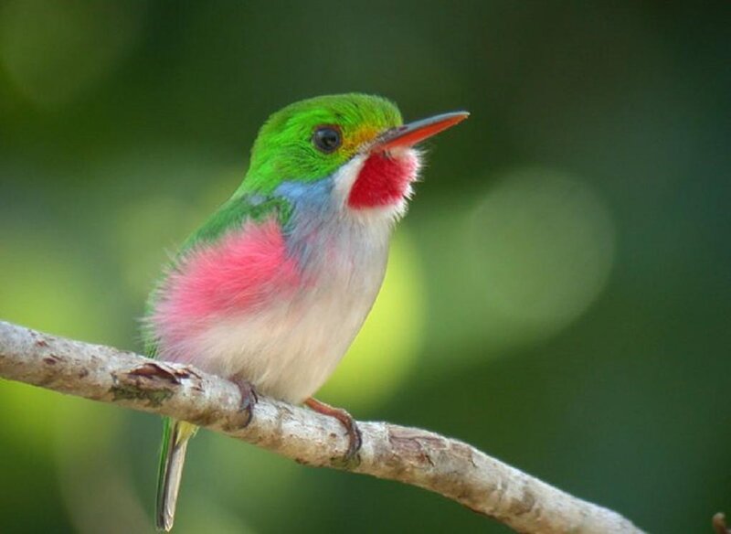 Colorful Hummingbird — Green