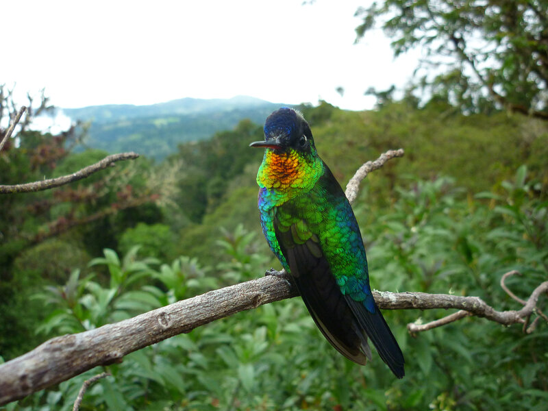 Colorful Hummingbird on Branch