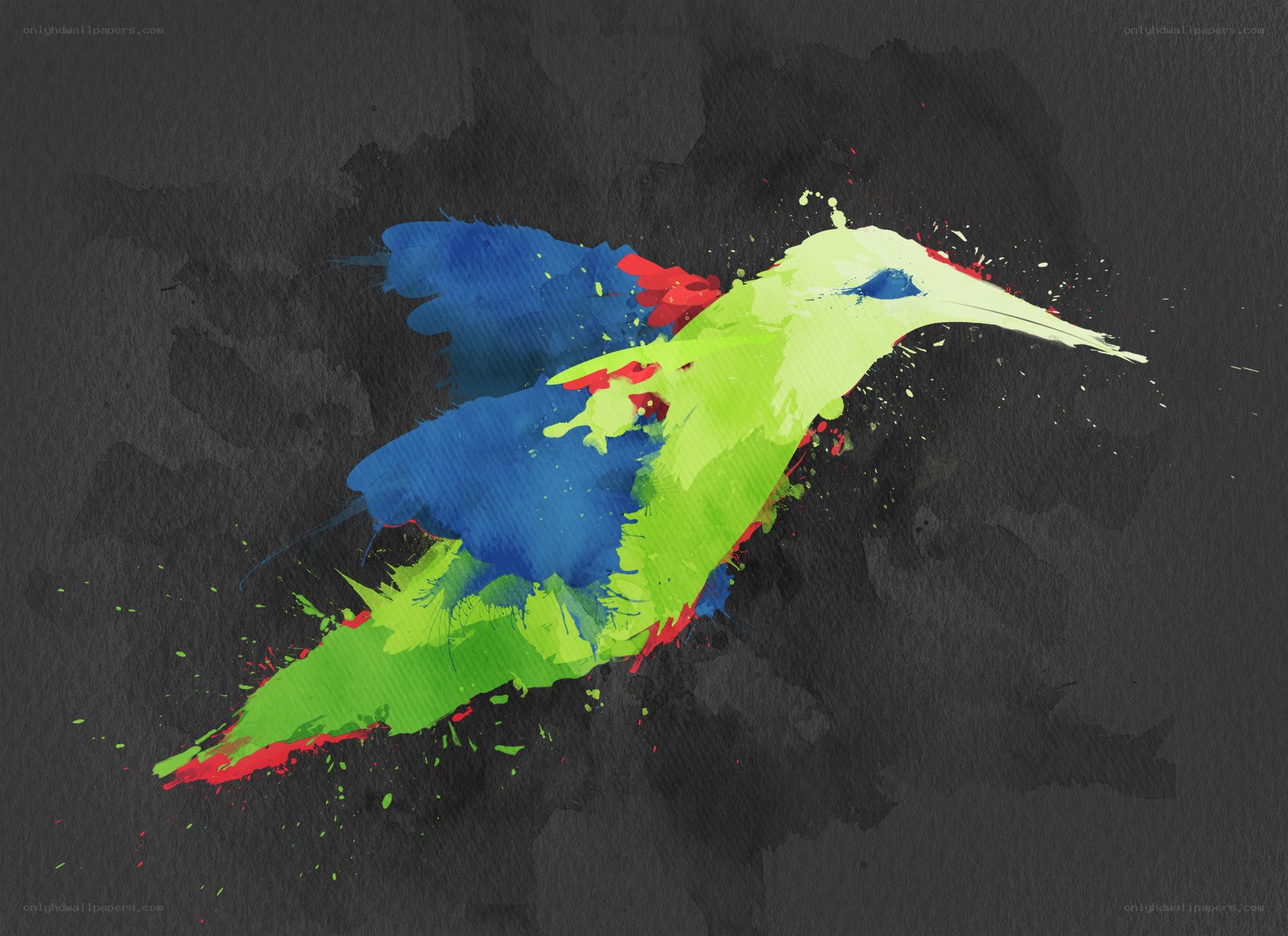 colorful hummingbird splash art