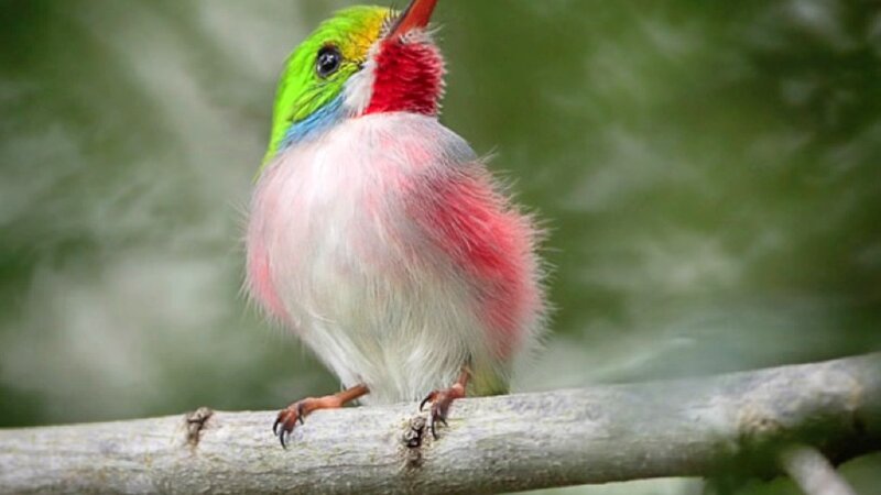Colorful Hummingbird