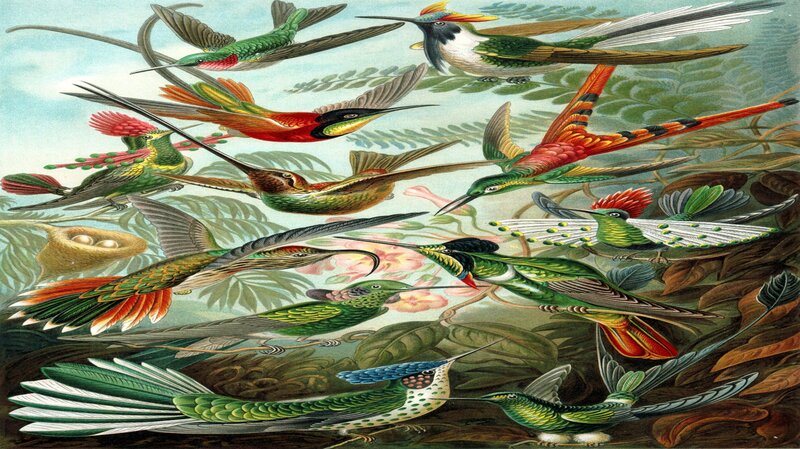 Colorful Hummingbirds — Green
