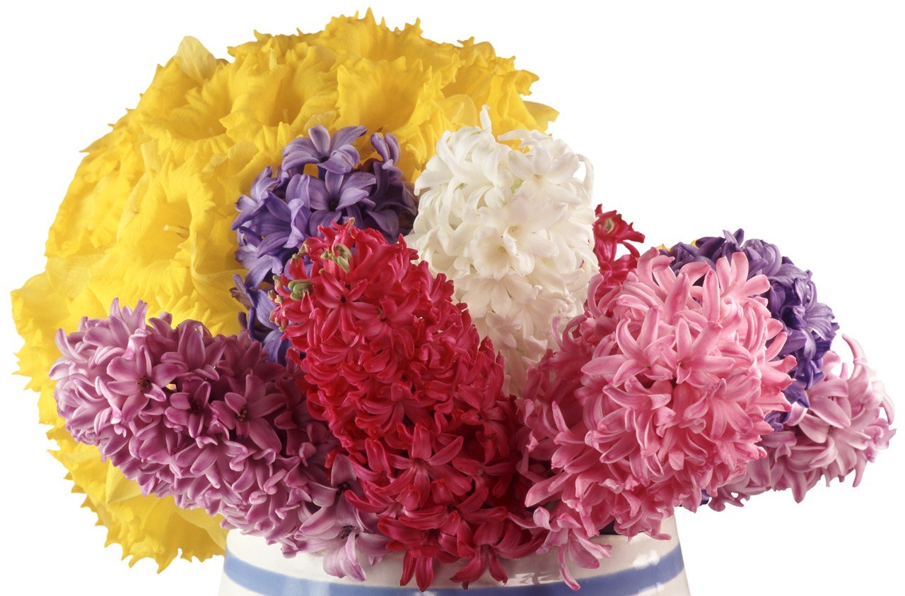 colorful hyacinth bouquet
