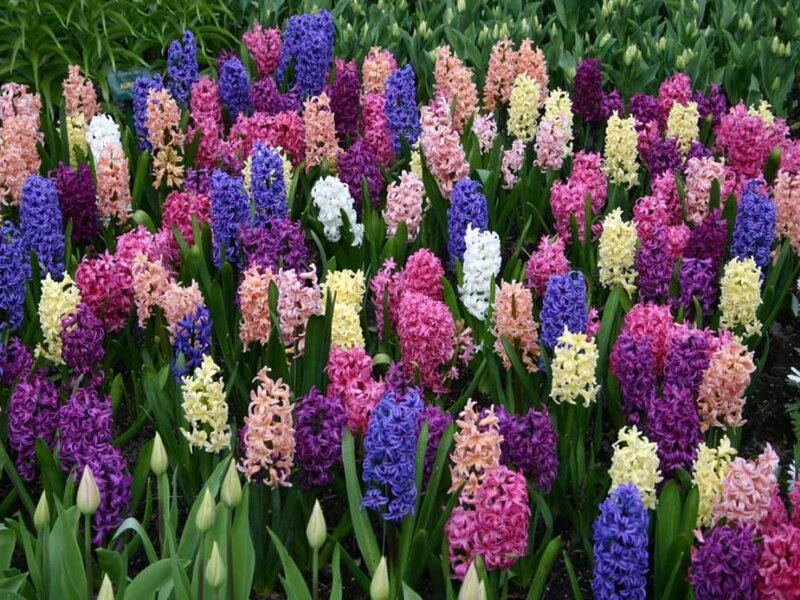 Colorful hyacinth flower garden