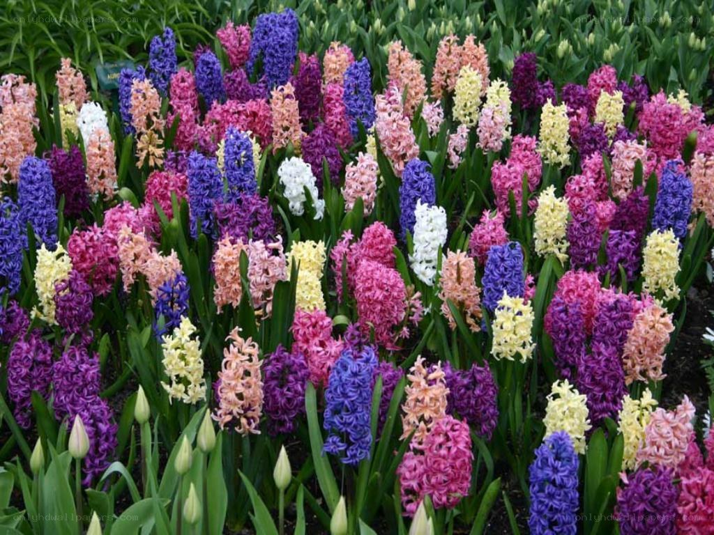 Colorful hyacinth flower garden