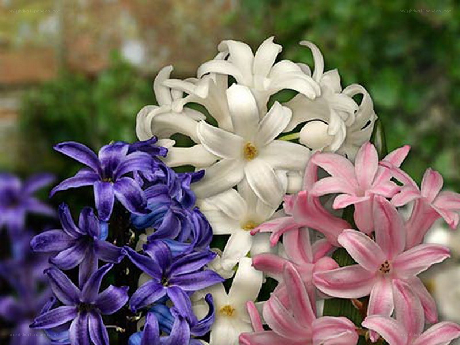 Colorful hyacinth flowers