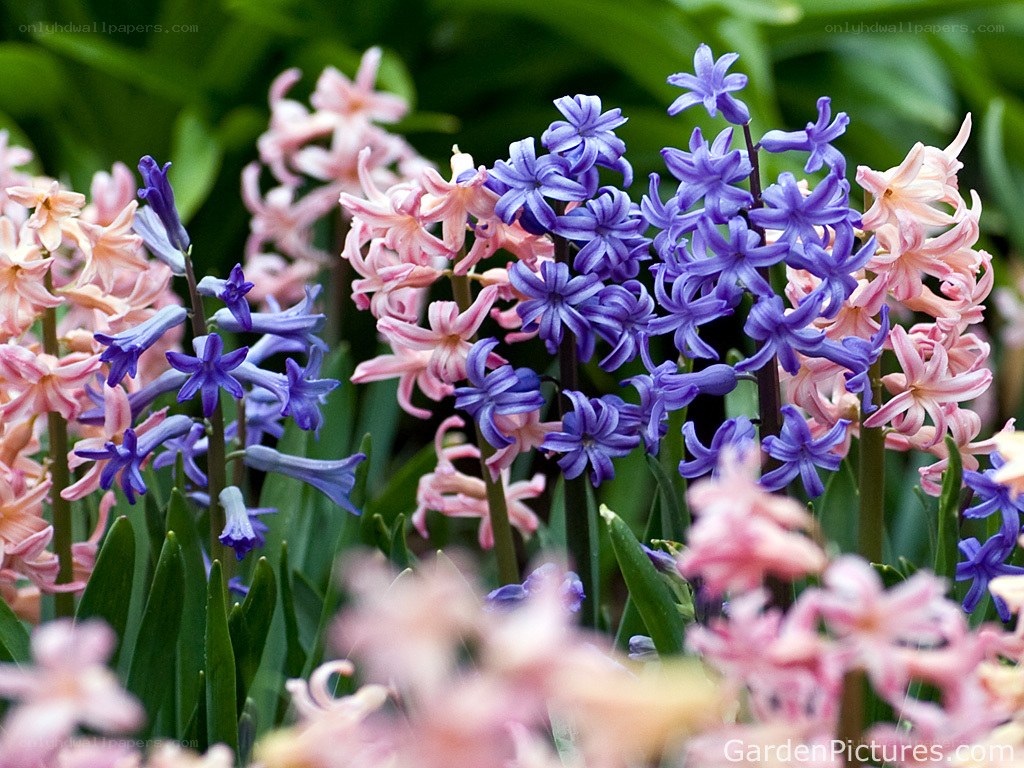 Colorful hyacinth flowers