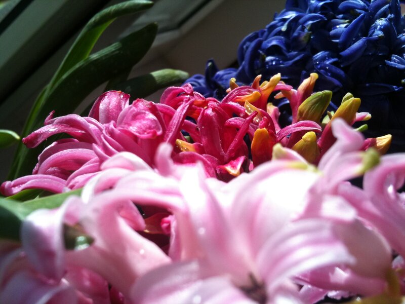 Colorful Hyacinth Flowers — Pink
