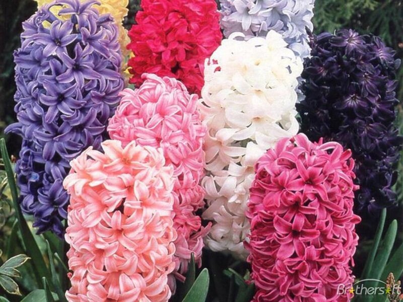 Colorful Hyacinth Flowers — Purple