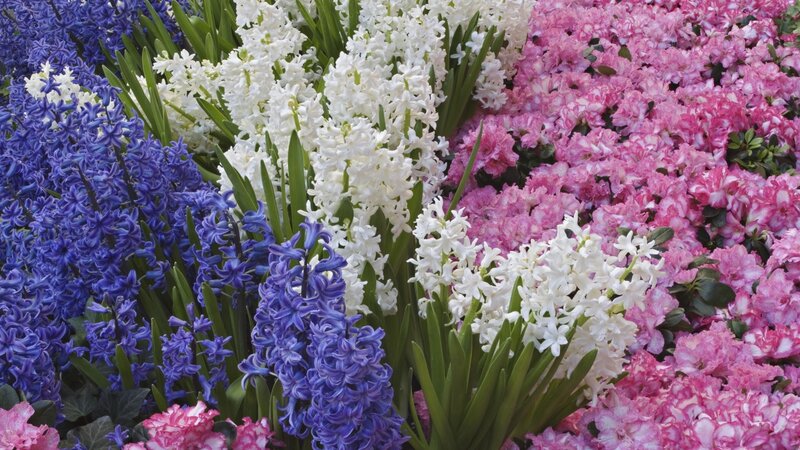 Colorful Hyacinth Flowers — Purple, Vibrant