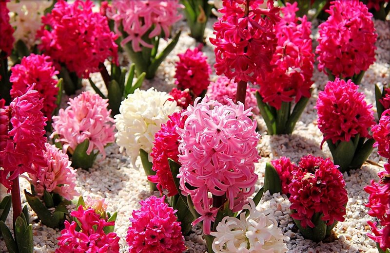 Colorful hyacinth flowers