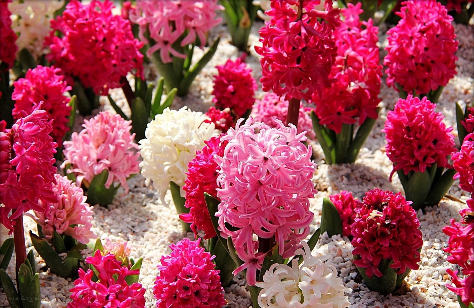 Colorful hyacinth flowers