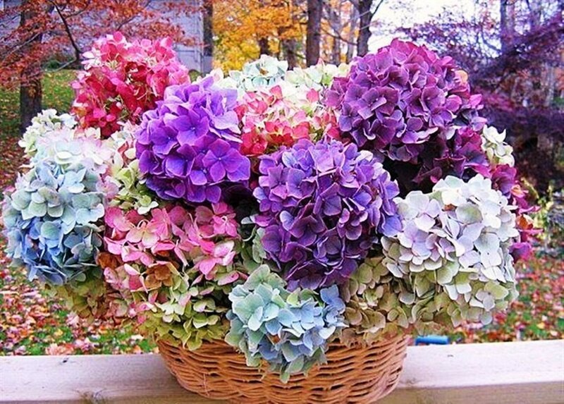 Colorful Hydrangea Bouquet — Purple