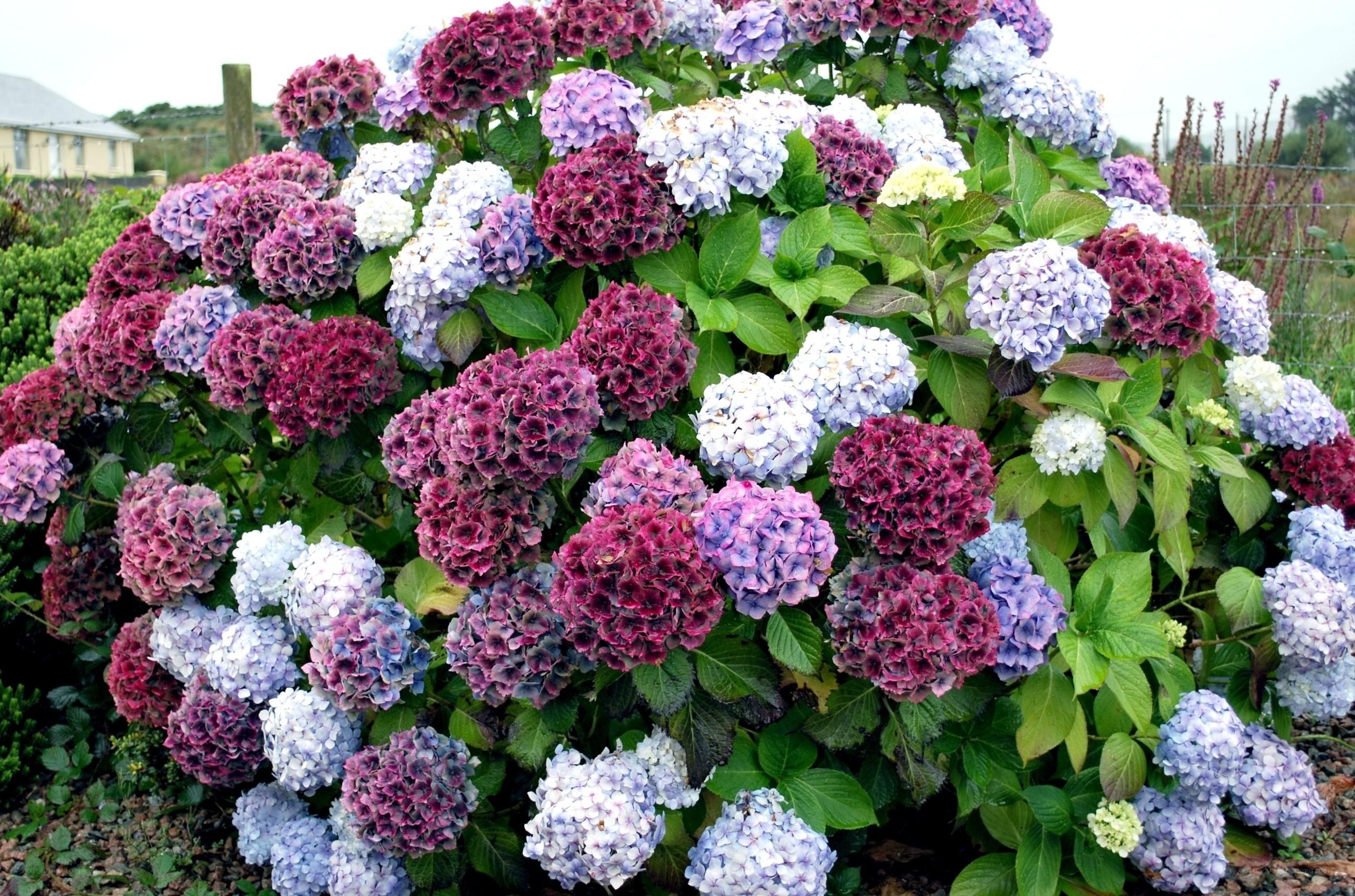 Colorful hydrangea bush
