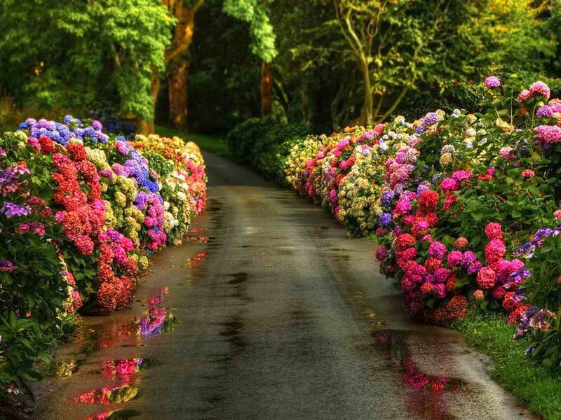 Colorful Hydrangea Bushes