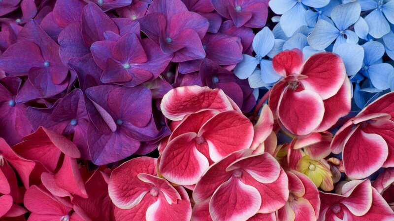 Colorful hydrangea flower cluster