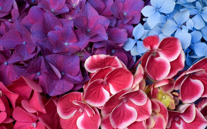 Colorful hydrangea flowers